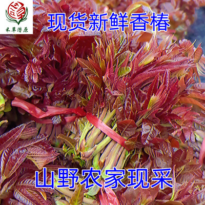 山东露天头茬香椿新鲜野生蔬菜