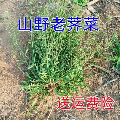 沂蒙山新鲜干老荠菜三月三煮蛋