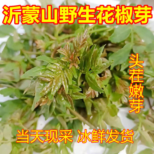 2026现货花椒嫩芽新鲜花椒芽花椒叶嫩芽新鲜正宗野菜香麻当季蔬菜