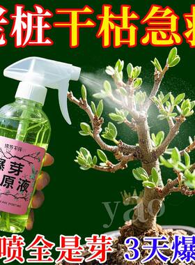 优芽素家用植物多肉叶插
