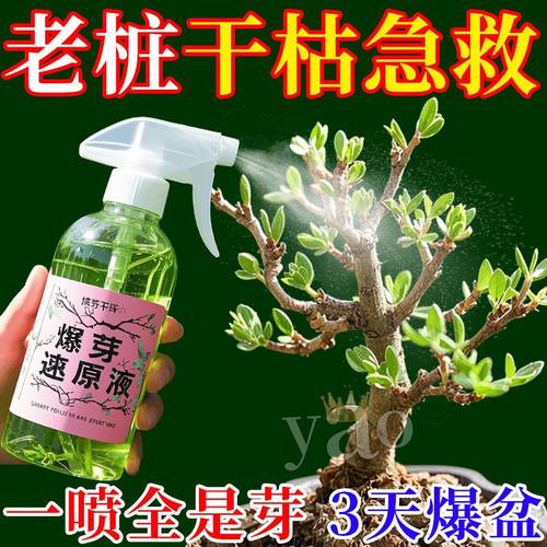 优芽素家用植物多肉叶插