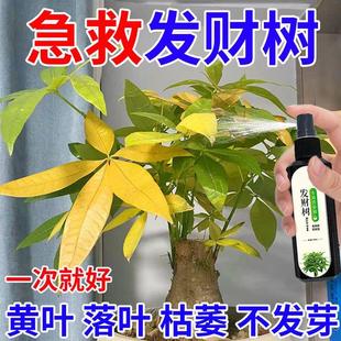 【急救】发财树专用营养液治黄叶落叶一喷绿生根促发芽液体肥料