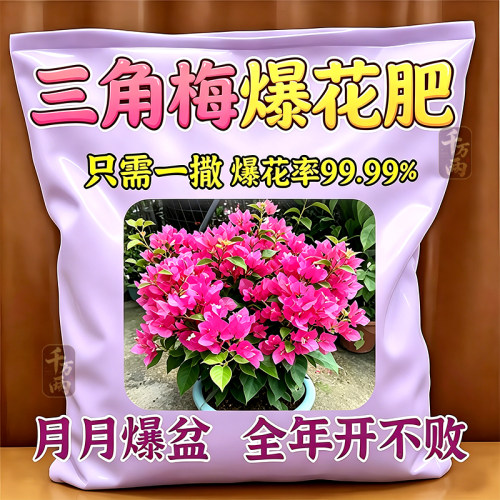 三角梅花粉促芽壮根治黄叶