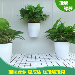 挂墙绿萝盆栽室内壁挂绿箩水培植物花卉好养客厅挂墙上花盆
