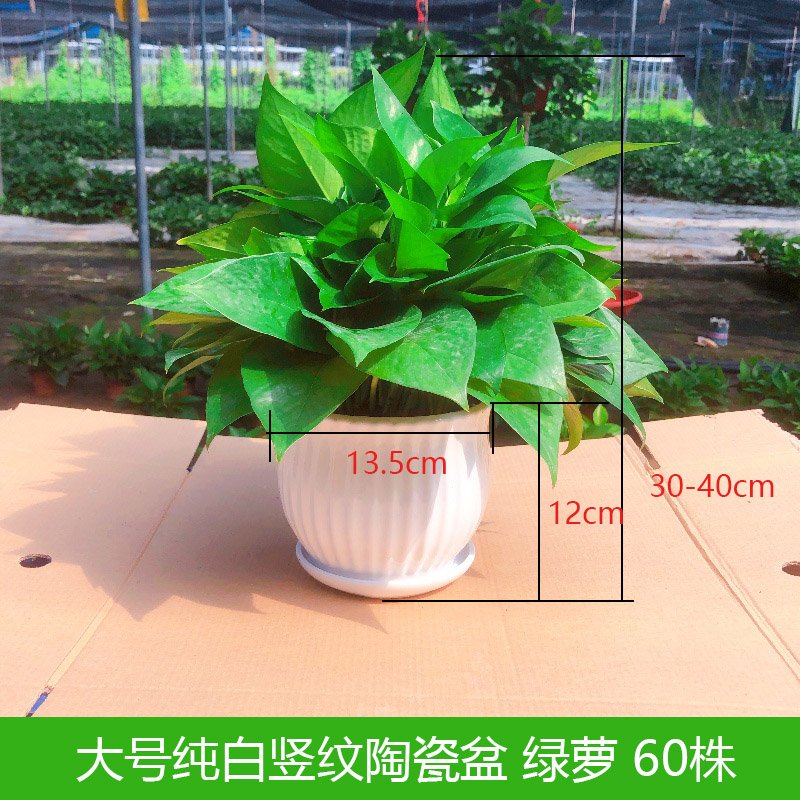 陶瓷盆绿萝盆栽绿箩净化空气桌面绿植花卉客厅办公室植物新房