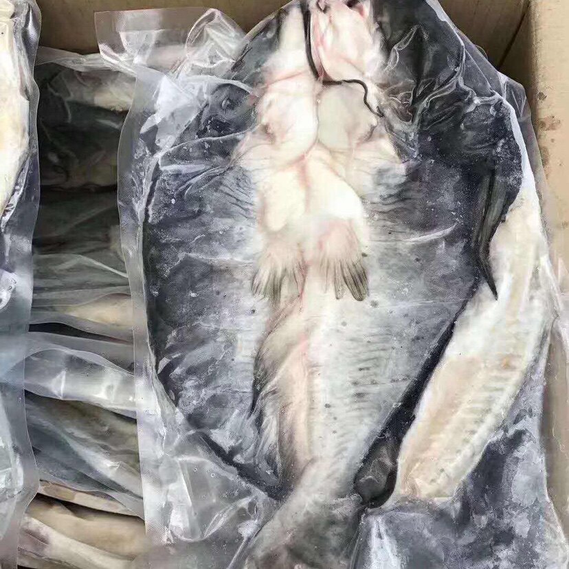 开背清江鱼 腌制烤鱼 刺少 半成品商用 900-1100克