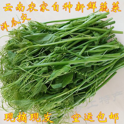 新鲜蔬菜瓜尖云南伏儿