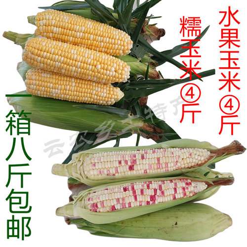玉米新鲜 糯玉米 甜玉米云南甜脆爆浆生吃水果玉米棒农家现摘带壳