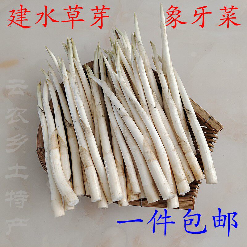 草芽云南建水特产新鲜时令蔬菜草芽 象牙菜舌尖上的美食新鲜草芽