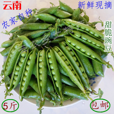 农家自种豆荚甜豌豆时令蔬菜