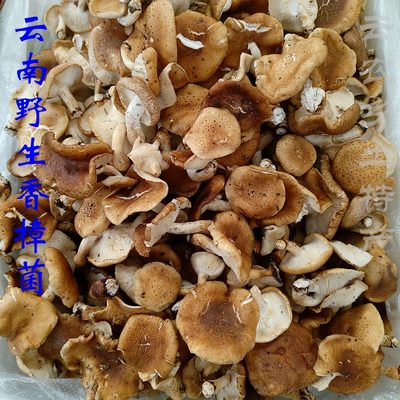 香菌 云南野生蘑菇香信新鲜食用香菇香蕈非人工香菇采摘空运包邮