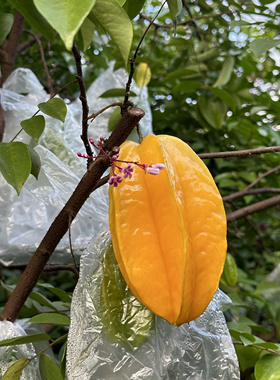 LaForesta 福建漳州树上熟杨桃 6-10枚 易磕碰削棱角切片食用