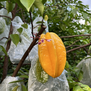 下批再约|福建漳州树上熟杨桃 6-10枚 易磕碰削棱角切片食用