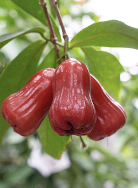 下批再约！LaForesta海南三亚蜜风铃黑金刚莲雾清甜多汁 8-15枚