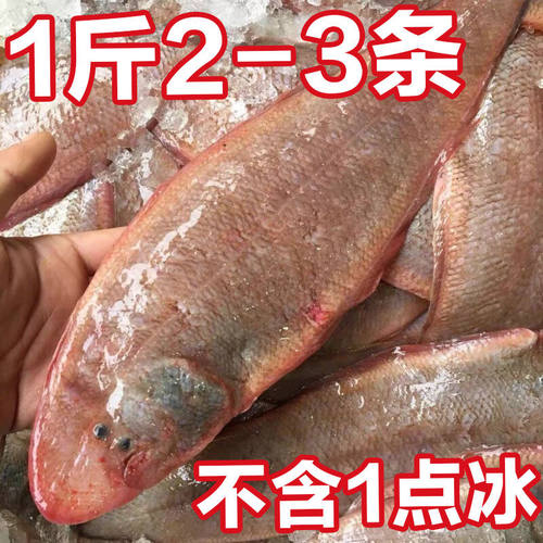新鲜海捕真龙利鱼舌头鱼冷冻踏板鱼鳎米鱼牛舌鱼速冻新鲜非巴沙鱼