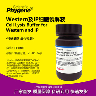 Western及IP细胞裂解液 送PMSF 100mL 免疫实验 [PH0406 PHYGENE]