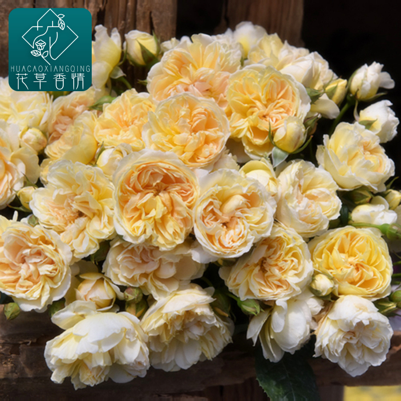 萤火虫之地灌木月季花苗甜香浓香抗病强日本盆栽四季开花阳台花卉