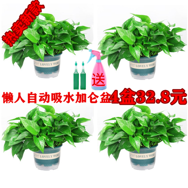 绿萝懒人大小盆栽水培植物花卉长藤绿植室内吸甲醛净化空气绿箩罗