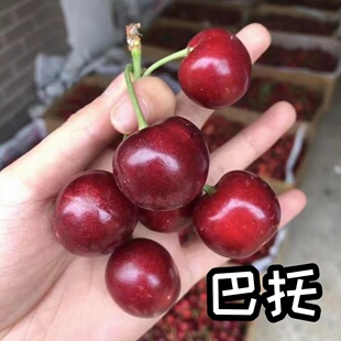 现摘大连巴托大樱桃拉宾斯国产车厘子孕妇水果整箱顺丰包邮5斤装3