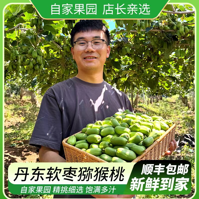 现摘丹东软枣猕猴桃特大果东北野奇异果/猕猴桃