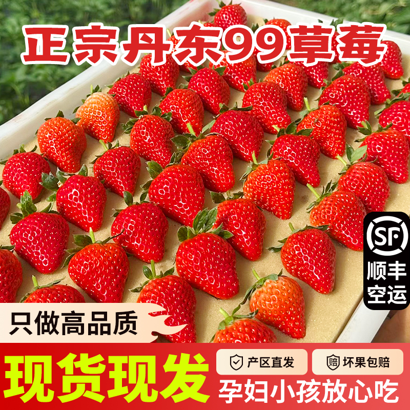 丹东九九草莓现摘现发顺丰空运