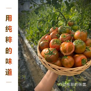 丹东铁皮草莓油柿子新鲜西红柿生吃小番茄东北碱地绿腚5斤顺丰包3