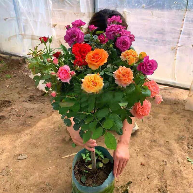 多色棒棒糖月季花大花浓香庭院阳台花卉植物玫瑰盆栽多季开花树桩