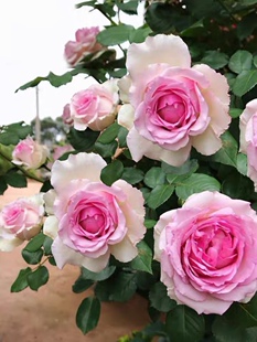 罗衣无刺藤本月季大花浓香四季开花阳台庭院盆栽玫瑰爬藤植物