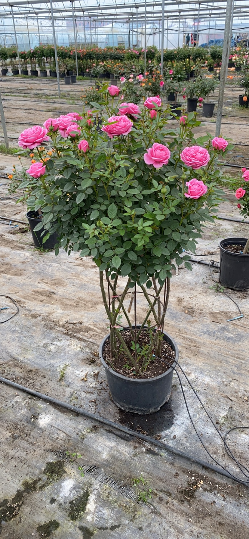 闪耀珠宝月季花瓶花篮多季开花庭院盆栽花卉,鲜花速递/花卉仿真/绿植园艺,月季/蔷薇/玫瑰,淘宝优惠券,粉丝福利购,淘宝优惠卷