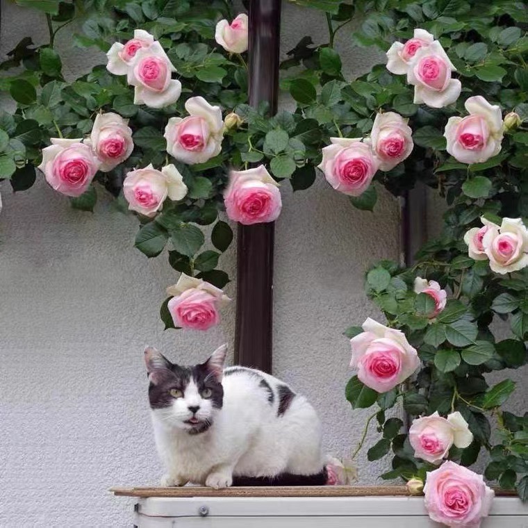 粉色龙沙宝石勤花藤本月季攀援阳台庭院花园植物花卉盆栽大花浓香