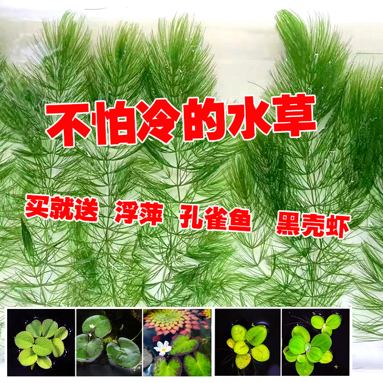 金鱼藻鱼缸造景斗鱼水草