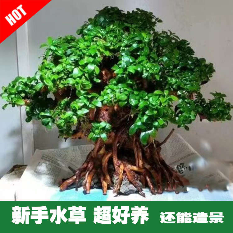 水榕阴性造景好种好养懒人水草