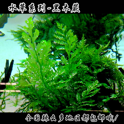黑木蕨阴性绿色水草造景鱼缸