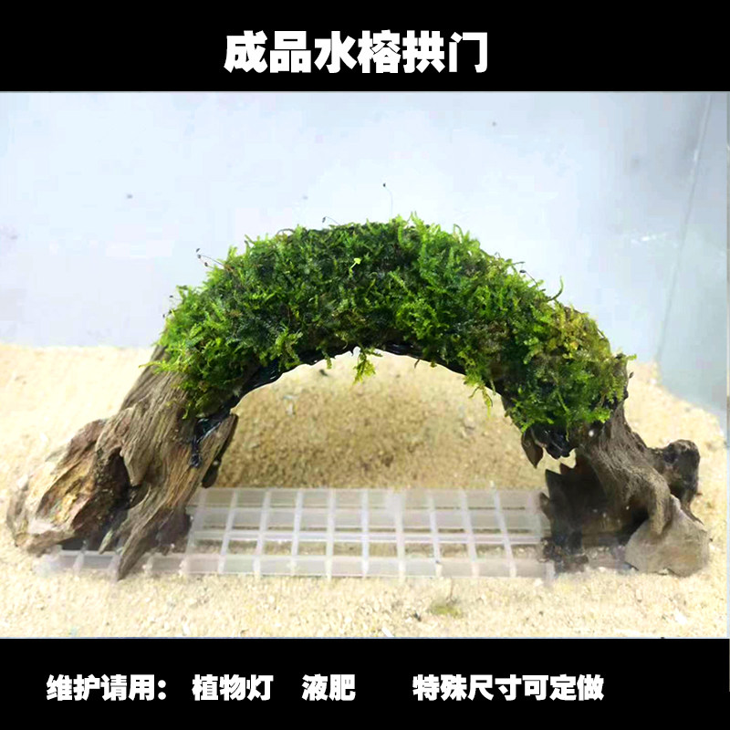 水草莫斯水榕拱门沉木树草缸鱼缸雨林缸造景装饰淡水新手懒人水草