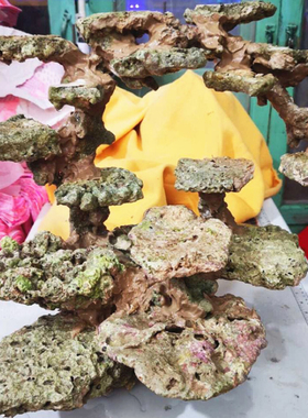 三湖鱼珊瑚石淡水海景超大块珊瑚骨造景石海水鱼缸造景珊瑚死石