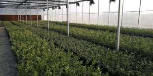 正宗融安金桔脆蜜金桔金柑金钱桔橘苗盆景绿植