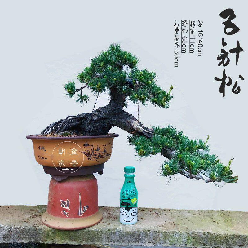 日本宫岛大阪松五针松 原生进口盆景高档临水造型 矮霸盆景 苍老