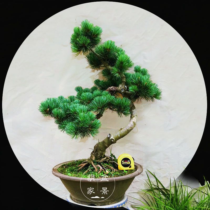 实物精品五针松盆景树桩造型苍老自然短针大阪松实图发货胡家盆景