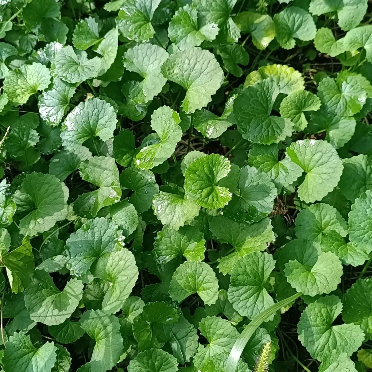 新鲜雷公根积雪草 天然采摘青草药 蚶壳草 马蹄草 灯盏草500g包邮