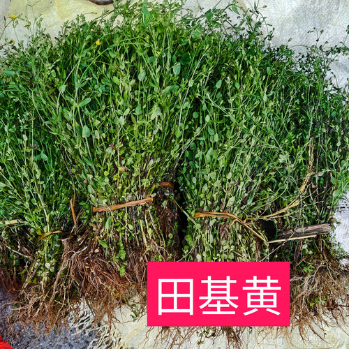 广西田基黄新鲜地耳草天然黄花仔现采整棵田基王
