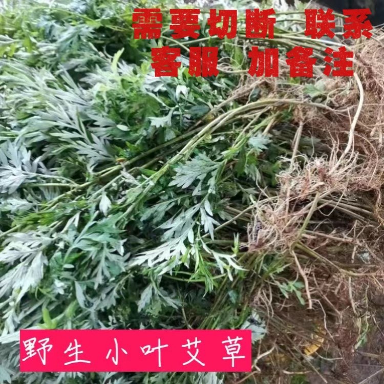 新鲜野生小叶艾草艾叶月子宝宝洗其它