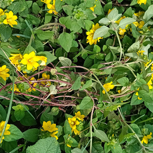 野生新鲜中药材过路黄金钱草真针草 金银花走游草铺地莲