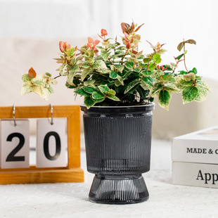 仿玻璃透明水培花瓶自吸水土培花盆富贵竹玫瑰客厅插花鲜花水养瓶