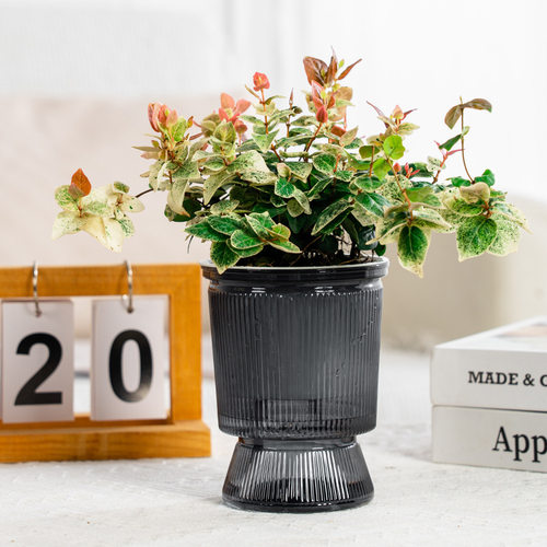 仿玻璃透明水培花瓶自吸水土培花盆富贵竹玫瑰客厅插花鲜花水养瓶