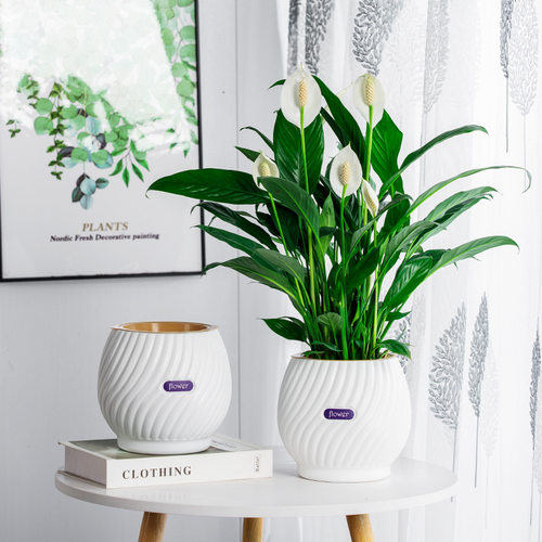 自吸水懒人土培水养绿萝白掌红掌金钻种植塑料盆办公室桌面摆件