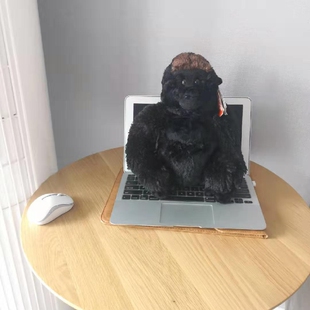 野生仿真动物世界 共和国银背黑色大猩猩早教学安抚用品毛绒玩具