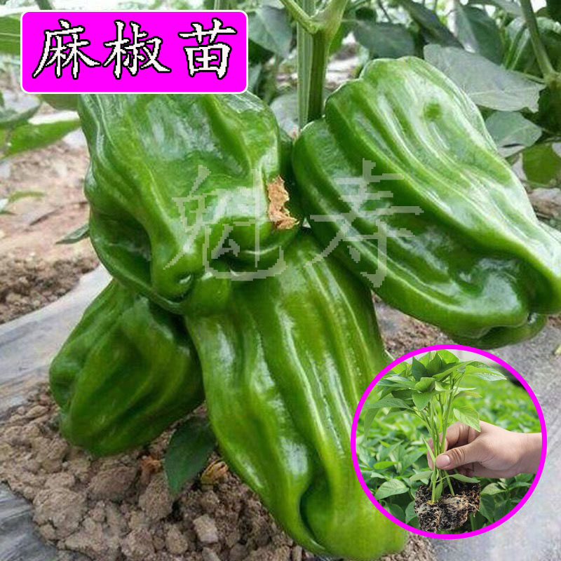 麻椒薄皮辣椒蔬菜种子秧苗春季秋季麻椒麻辣青椒灯笼椒种籽口感好