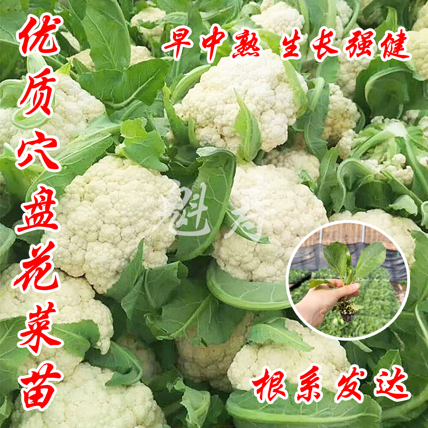 菜花苗秧苗青梗花椰菜松花菜种子苗盆栽甘蓝苗西兰花蔬菜苗孑-封面