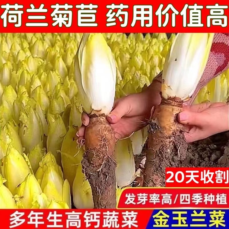 基地货源软化菊苣根活体金玉兰菜黄芽球耐寒冷阳台盆栽蔬菜根苗 鲜花速递/花卉仿真/绿植园艺 家庭园艺种子 原图主图