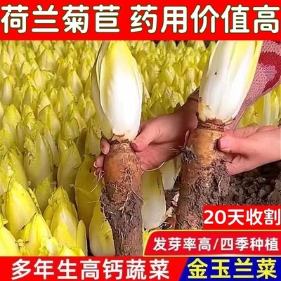 魁寿四季简单菊苣根便宜